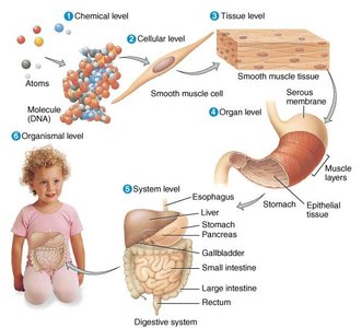 Complete human organism