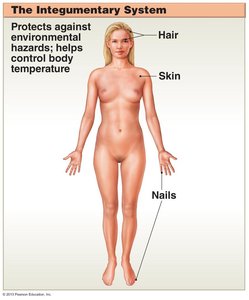 Integumentary system