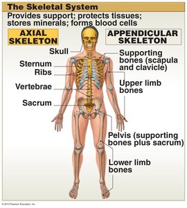 Skeletal system