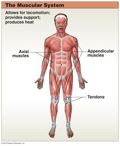 Muscular system