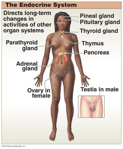 Endocrine system