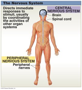 Nervous system