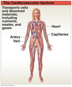 Cardiovascular system