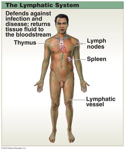 Lymphatic system
