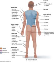 Posterior regional terms of the body