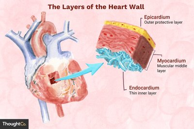The layers of the heart wall