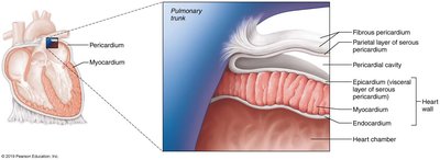 Layers of the pericardium and heart wall