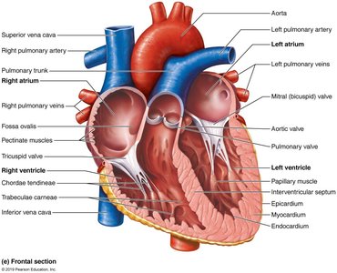 Gross anatomy of the heart (frontal section)