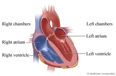 Diagram of heart chambers
