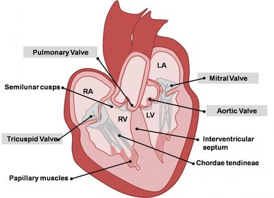 Heart valves