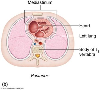 Location of the heart in the mediastinum (posterior view)