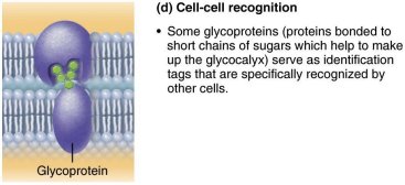 Cell-cell recognition via glycoproteins