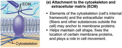 Attachment of membrane proteins to cytoskeleton and ECM