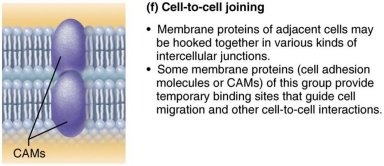 Cell-to-cell joining via membrane proteins