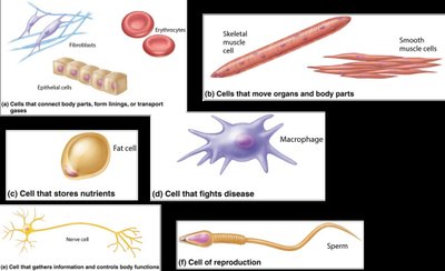 Examples of different human cell types