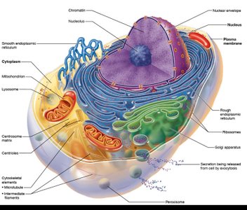 Diagram of a generalized cell with labeled organelles