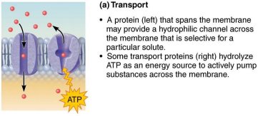 Transport proteins in the plasma membrane