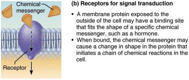 Receptor proteins for signal transduction