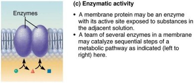 Enzymatic activity of membrane proteins