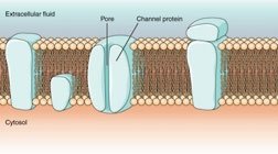Diagram of cell membrane with channel protein and pore