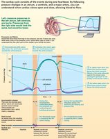 The cardiac cycle: pressure and volume changes