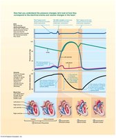 The cardiac cycle: chamber events and valve status