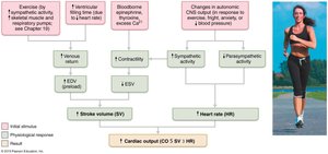 Factors involved in determining cardiac output