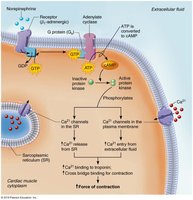 Norepinephrine increases heart contractility via a cyclic AMP second messenger system