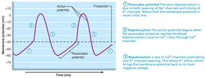 Pacemaker and action potentials of typical cardiac pacemaker cells
