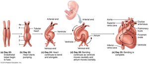 Development of the human heart