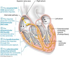 The intrinsic cardiac conduction system
