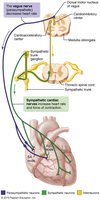 Autonomic innervation of the heart