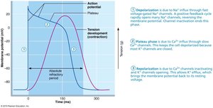 The action potential of contractile cardiac muscle cells