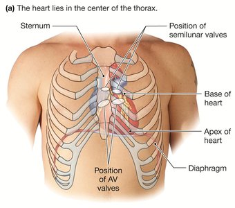 Diagram showing the position of the heart in the thorax