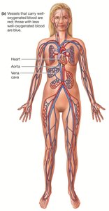 Diagram showing the heart in the thoracic cavity