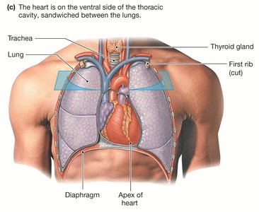 Transverse view of the heart and major vessels