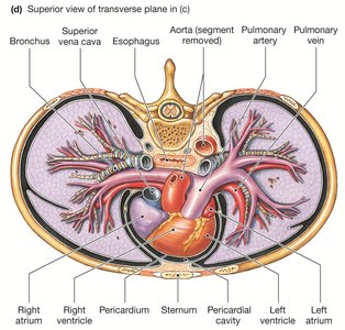 Heart structure and pericardium