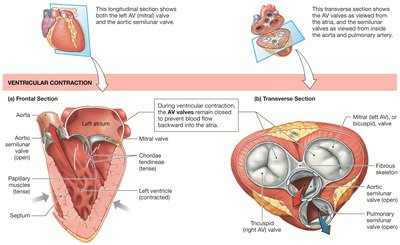 Heart valves during ventricular contraction