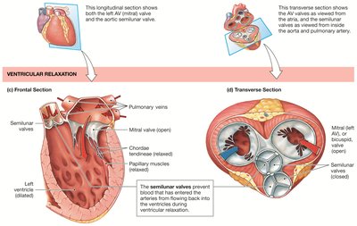 Heart valves during ventricular relaxation