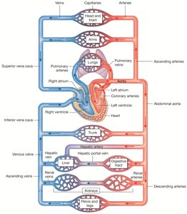 Diagram of the cardiovascular system showing systemic and pulmonary circuits