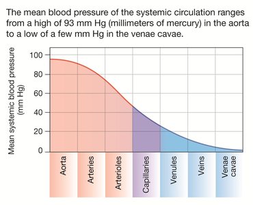 Graph of mean systemic blood pressure across the vascular tree