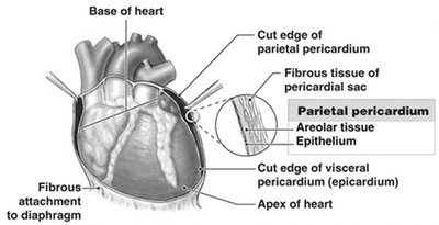 Anatomy of the heart showing pericardium layers and attachments