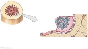 Osteoclasts breaking down bone matrix