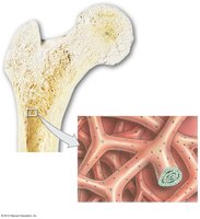 Trabeculae of spongy bone