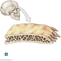Structure of a flat bone from the skull
