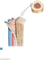 Structure of the periosteum
