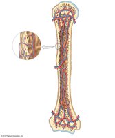 Blood supply in a long bone