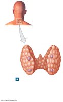 Thyroid and parathyroid glands