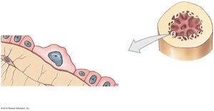 Osteoprogenitor cells in bone