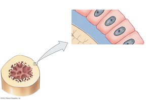 Osteocytes in lacunae connected by canaliculi